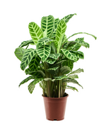 Load image into Gallery viewer, Calathea Zebrina
