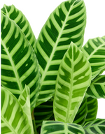 Load image into Gallery viewer, Calathea Zebrina
