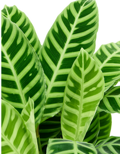 Calathea Zebrina