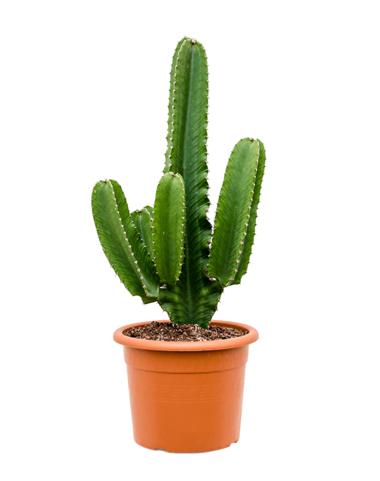 Euphorbia Ingens