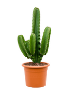 Load image into Gallery viewer, Euphorbia Ingens
