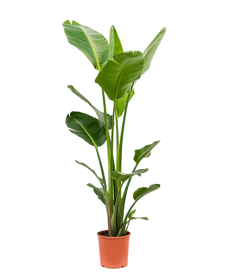 Strelitzia Nicolaii
