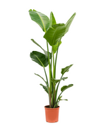 Load image into Gallery viewer, Strelitzia Nicolaii
