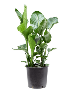 Strelitzia Nicolaii