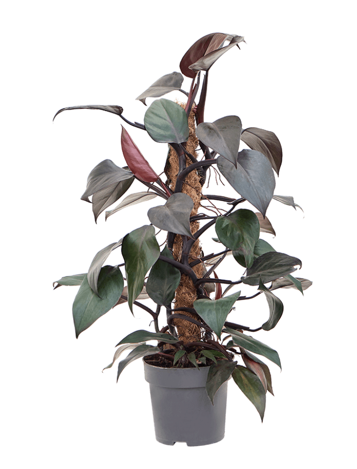 Philodendron New Red