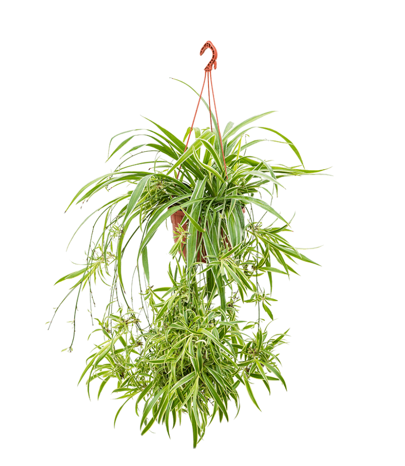 Chlorophytum Comosum Ocean