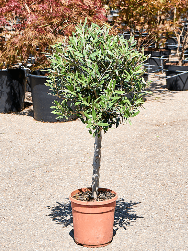 Olea ( Olive Tree )