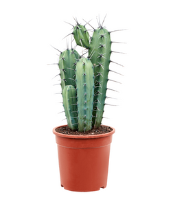 Myrtillocactus Geometrizans