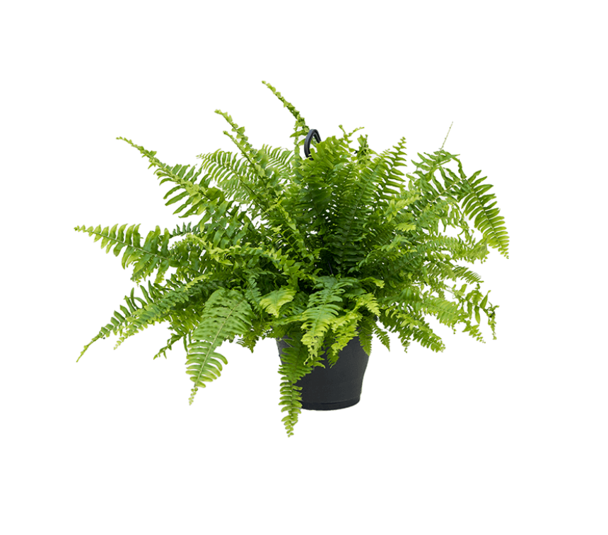 Nephrolepsis Biserrata Macho