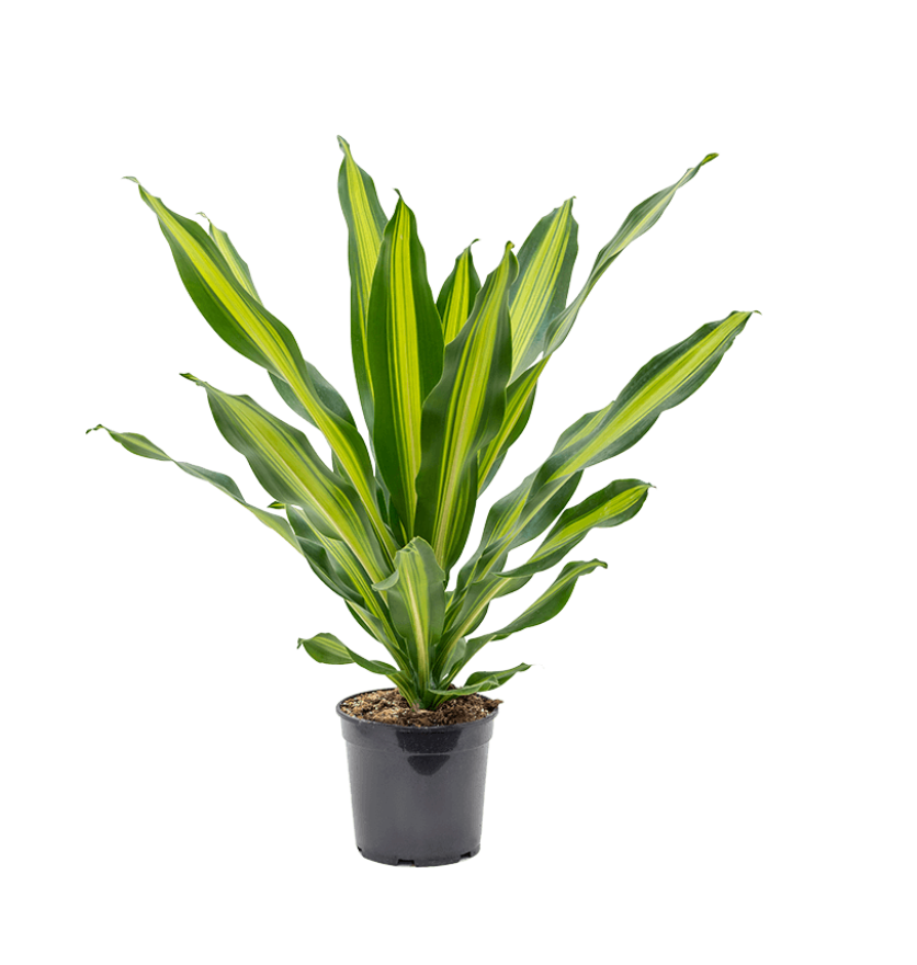 Dracaena Burley