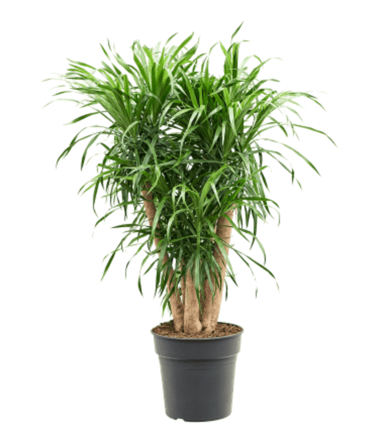 Pleomele Dracaena Reflexa