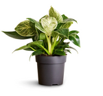 Load image into Gallery viewer, Philodendron White Wave
