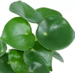 Load image into Gallery viewer, Peperomia Raindrop
