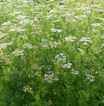 Load image into Gallery viewer, Coriander Thüringer
