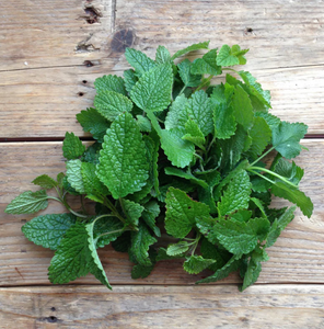 Lemon Balm