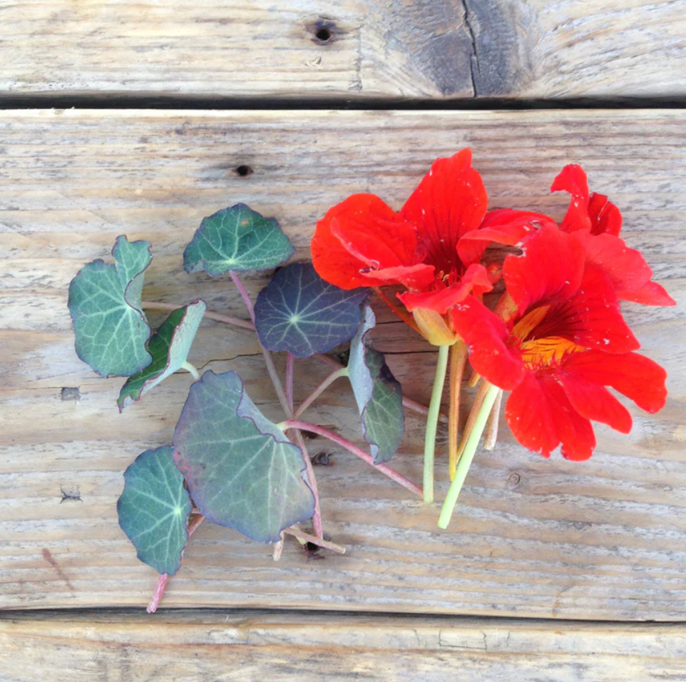 Nasturtium Blue Pepe