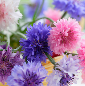 Baking with Flowers Seed Collection