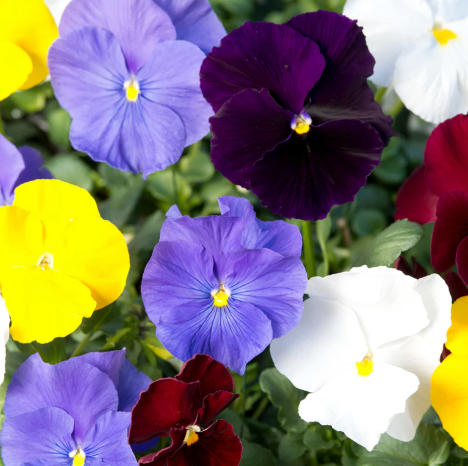 Baking with Flowers Seed Collection