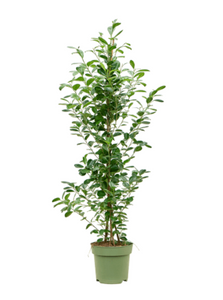 Ficus Microcarpa Moclame