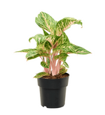 Load image into Gallery viewer, Aglaonema Coco Melon
