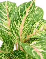 Load image into Gallery viewer, Aglaonema Coco Melon
