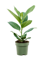 Load image into Gallery viewer, Ficus Benghalensis Audrey
