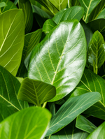 Load image into Gallery viewer, Ficus Benghalensis Joy
