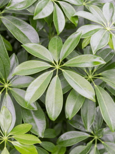 Schefflera Arbicola Compacta Bush