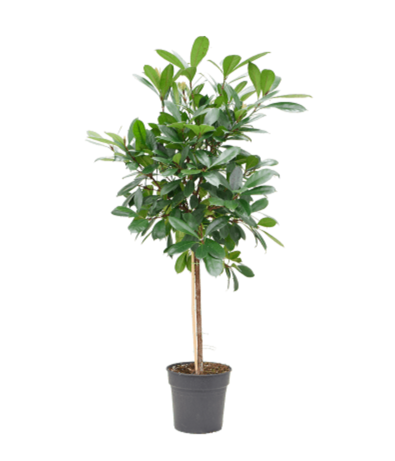 Ficus Cyathistipula