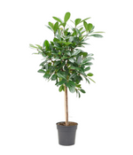 Load image into Gallery viewer, Ficus Cyathistipula
