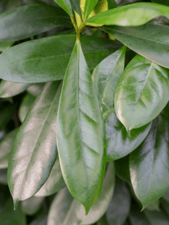 Ficus Cyathistipula