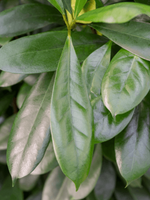 Load image into Gallery viewer, Ficus Cyathistipula
