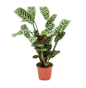 Ctenanthe Amabilis