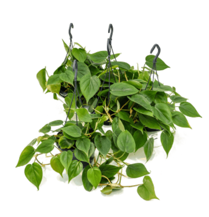 Philodendron Scandens