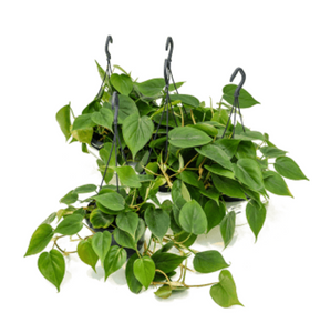 Philodendron Scandens