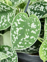 Load image into Gallery viewer, Scindapsus Pictus
