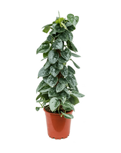 Scindapsus Pictus Silvery Ann