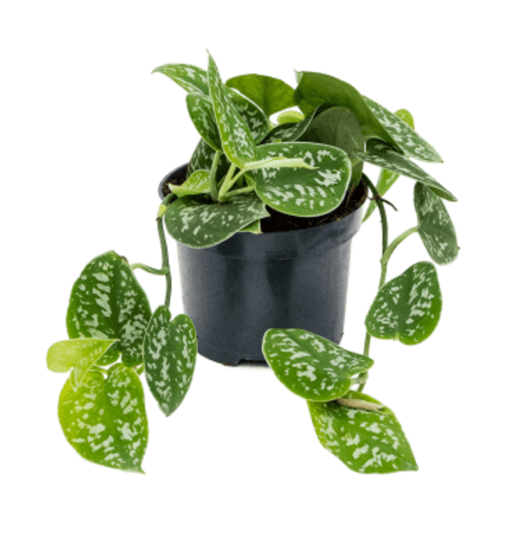 Scindapsus Pictus Silvery Ann