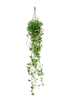 Load image into Gallery viewer, Parthenocissus Striata

