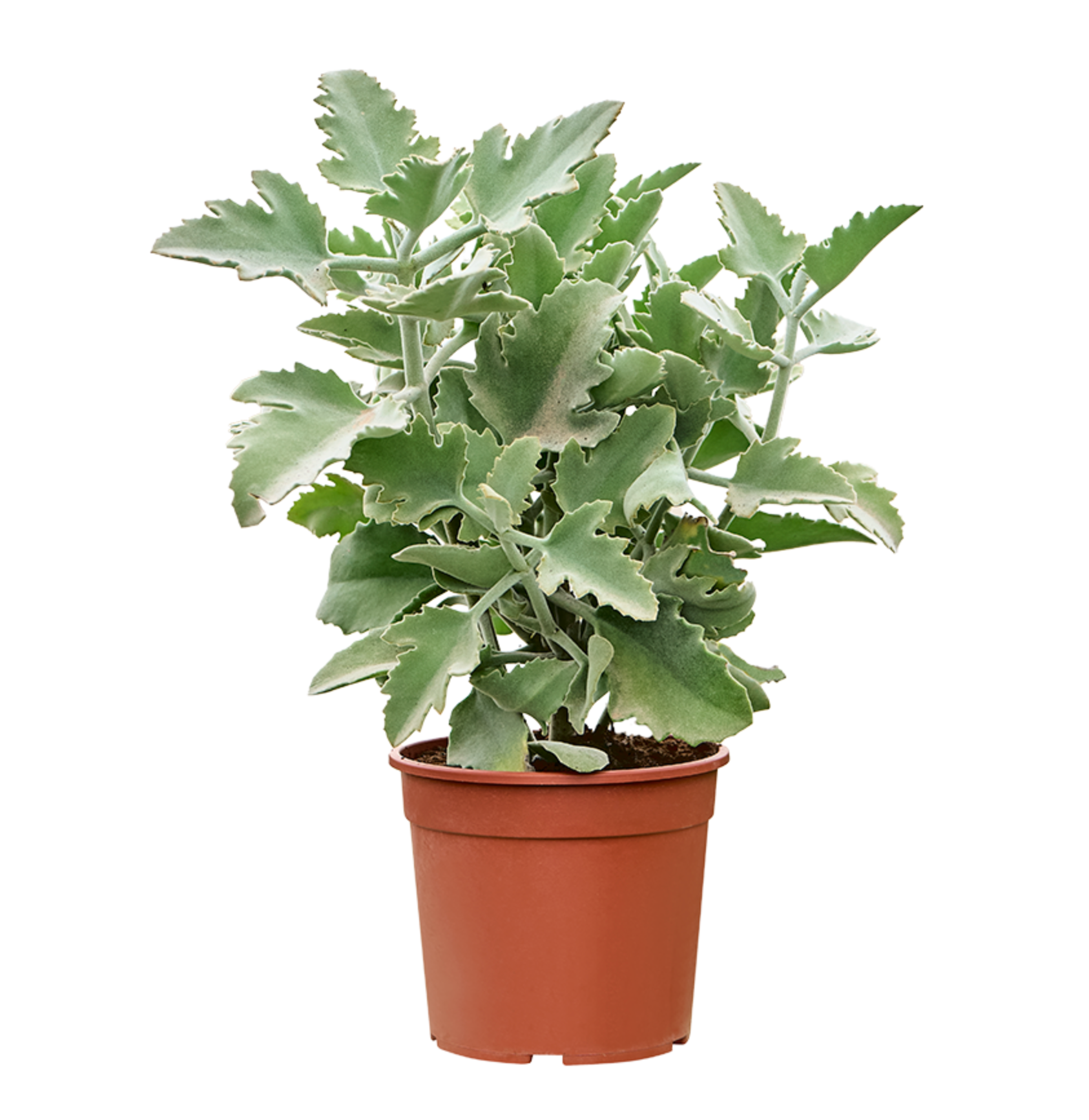 Kalanchoe Berharensis 'Oak Leaf'