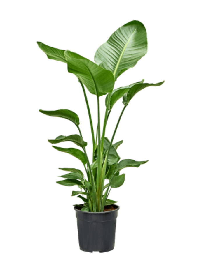 Strelitzia Nicolaii