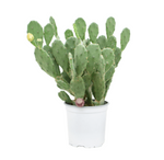 Load image into Gallery viewer, Opuntia Vulgaris
