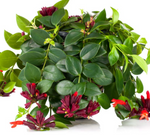 Load image into Gallery viewer, Aeschynanthus Mona Lisa

