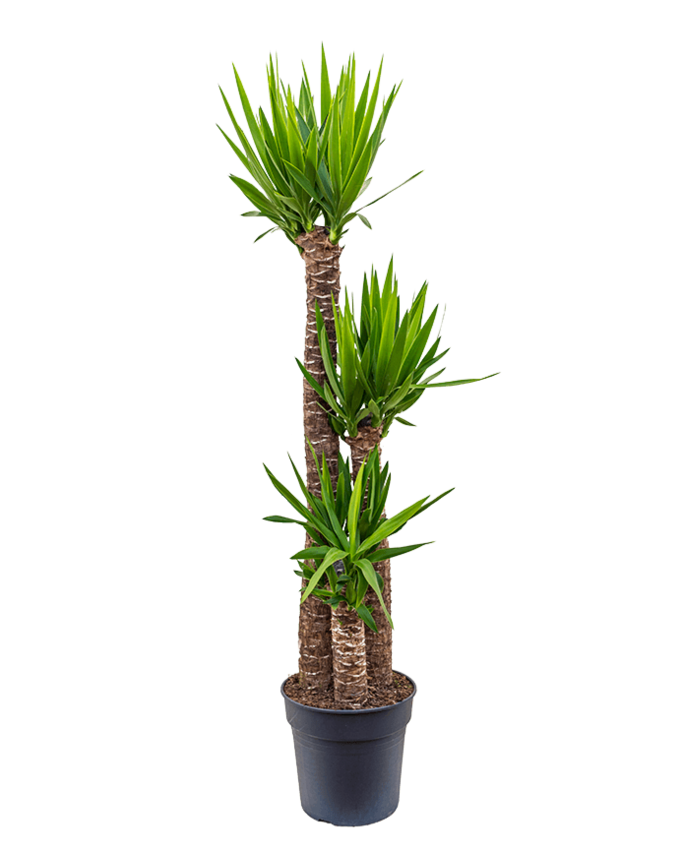 Yucca Elephantipes