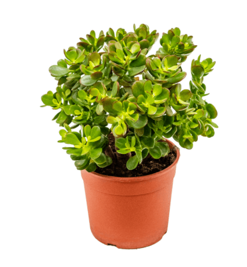 Crassula Ovata Minor