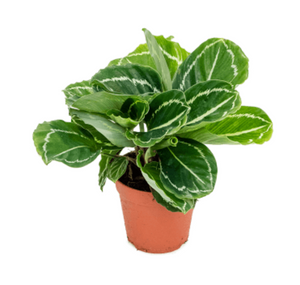 Calathea Roseopicta Julia