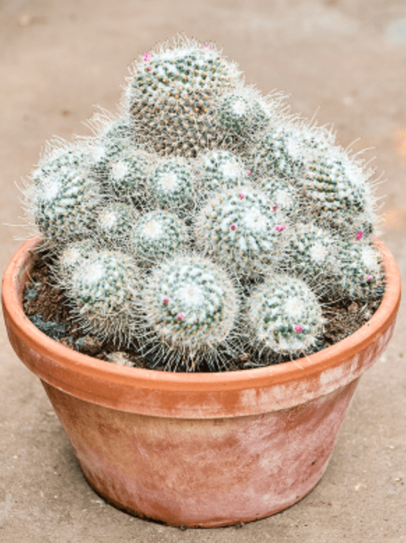 Mammillaria Geminispina