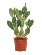 Load image into Gallery viewer, Opuntia Vulgaris
