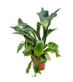 Load image into Gallery viewer, Platycerium Bifurcatum
