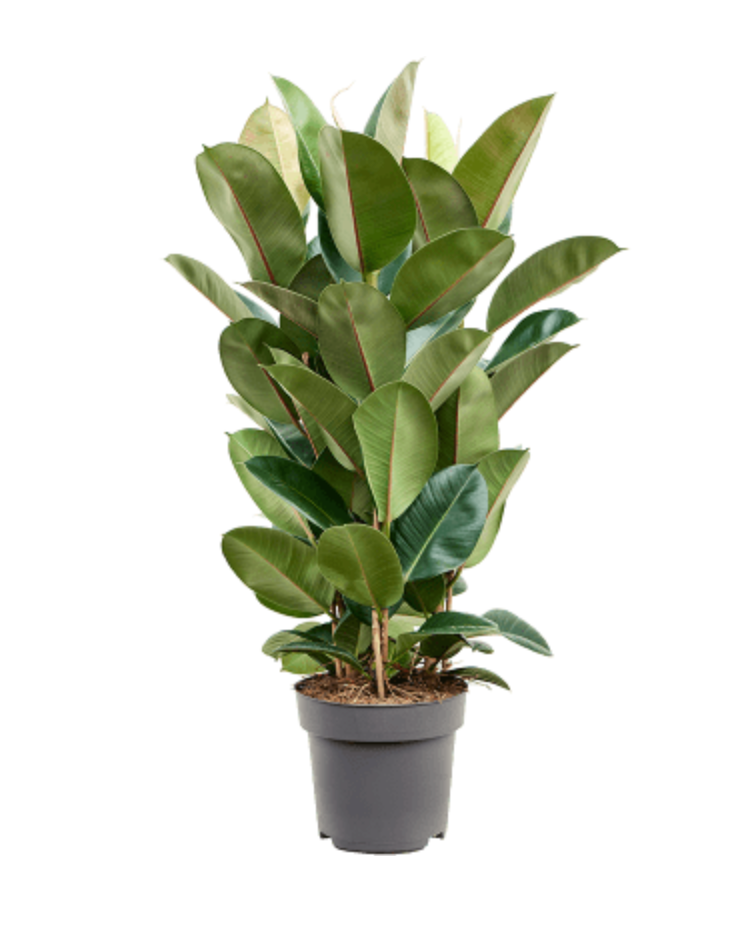 Ficus Elastica Robusta